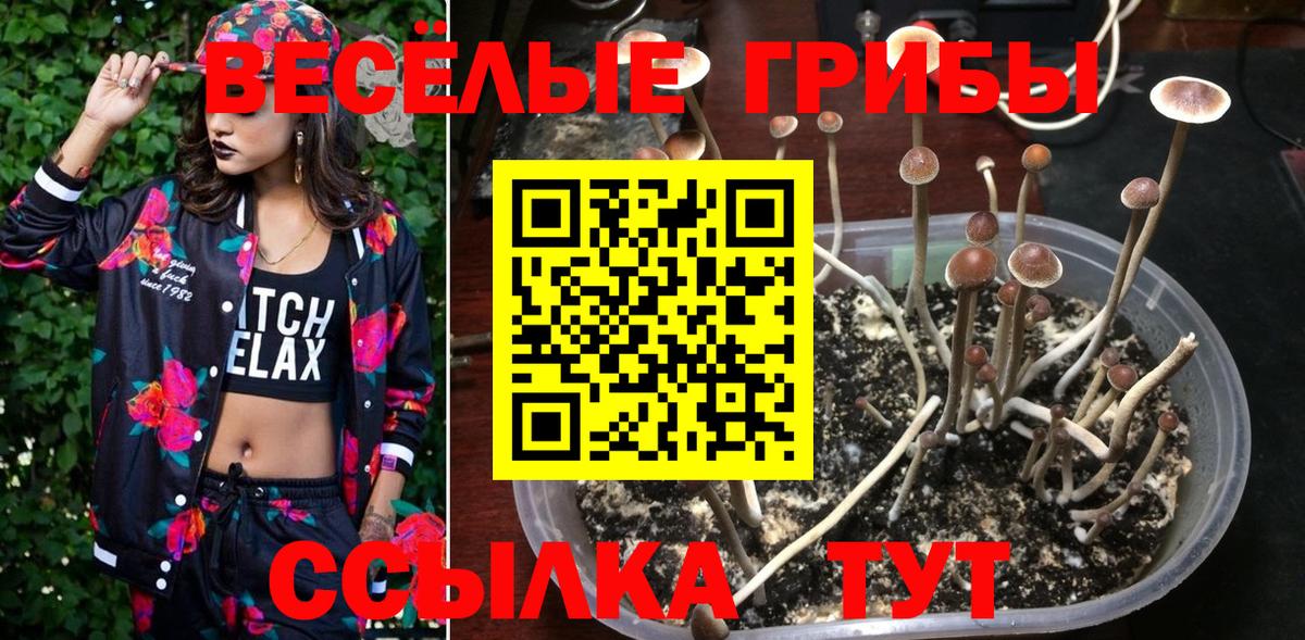 Галлюциногенные грибы Psilocybe Аргун